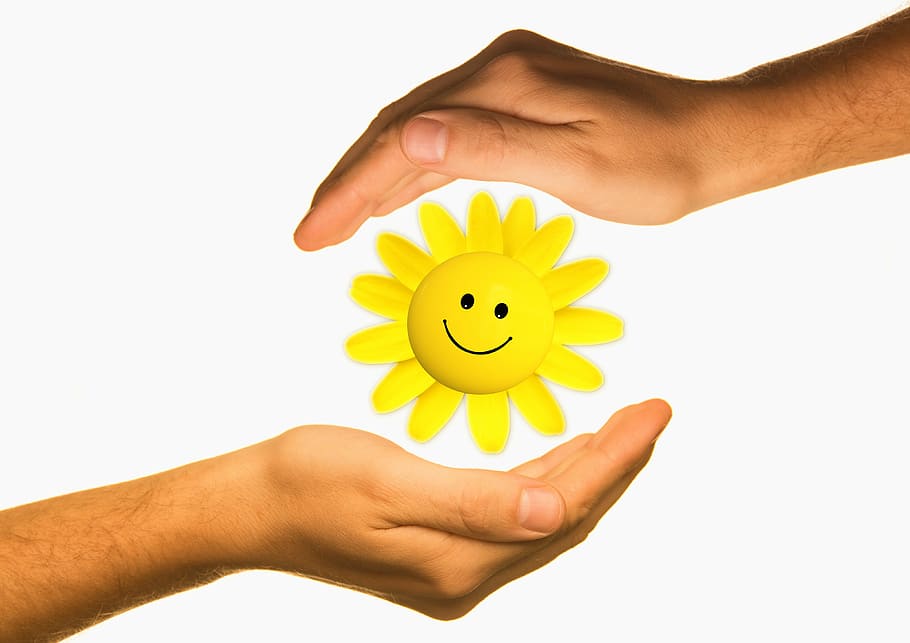 human, hands, yellow, daisy flower wallpaper, protect, energy, ecology, protection, sun, live