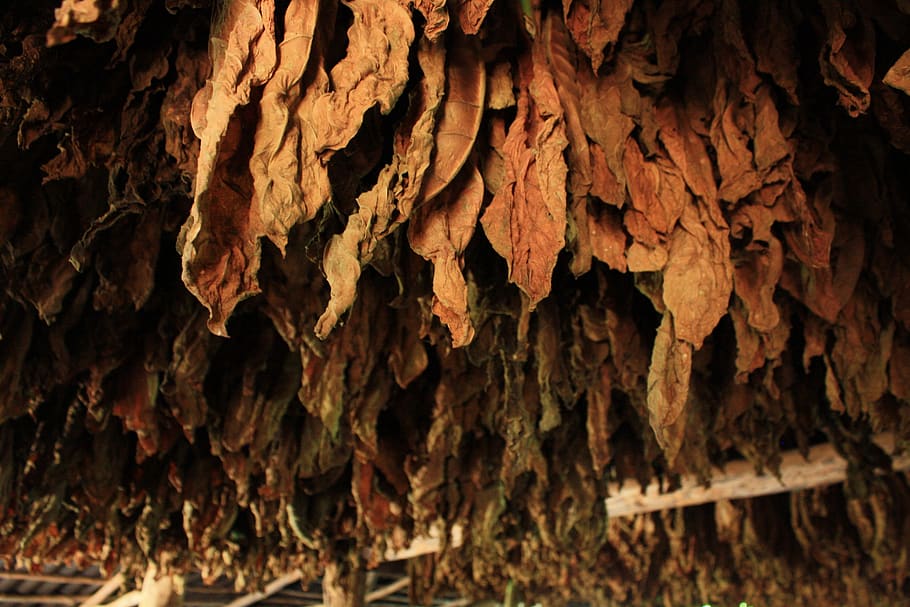 tobacco, leaves, leaf, brown, cigar, vinales, cuba, structure, drying, smoking