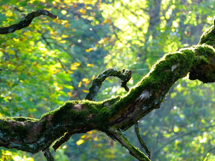 tree during daytime, branch, tree, crooked, bemoost, gnarled, autumn, plant, focus on foreground, growth