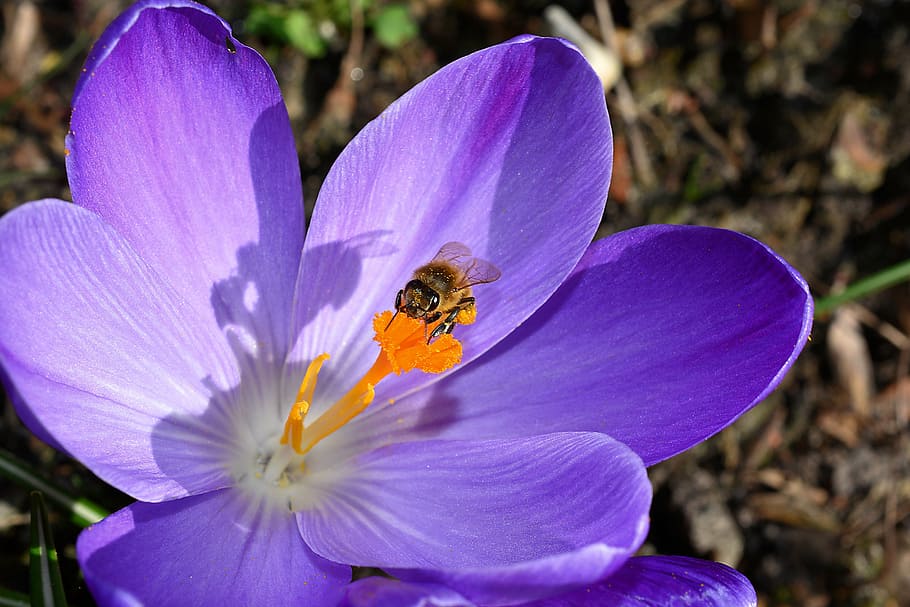kumbang, bertengger lebah, ungu, bunga, fotografi close-up, siang hari, crocus, mekar, tutup, lebah