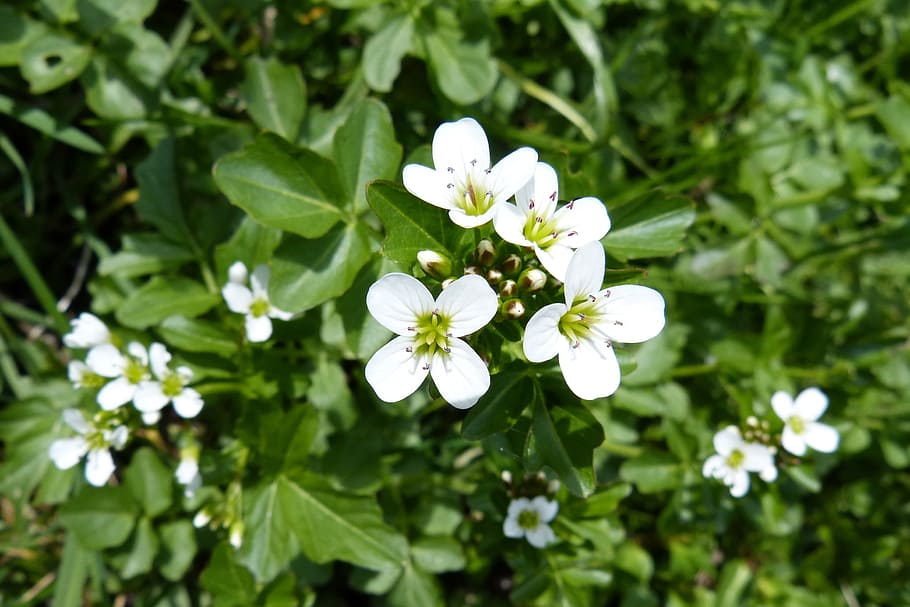 Watercress, Blossom, Bloom, Spring, nature, flower, plant, summer, green Color, outdoors