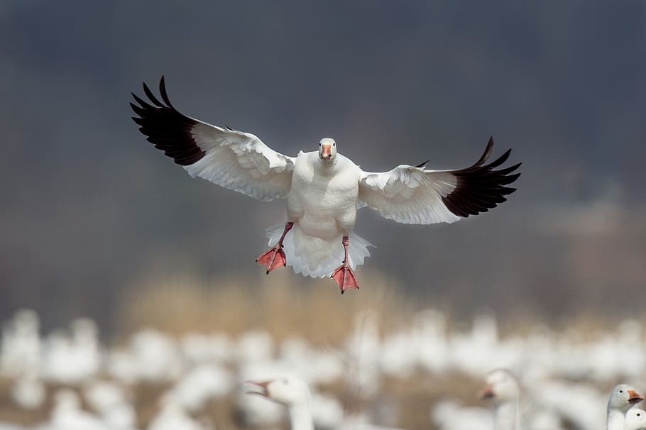 blanco, negro, volador, águila, ganso blanco, pájaro, animal, vuelo, temas de animales, alas extendidas