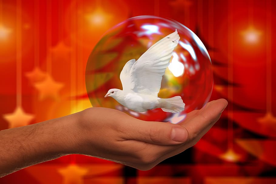 white, dove, glass ball, hand, christmas, peace dove, harmony, keep, soap bubble, fragile