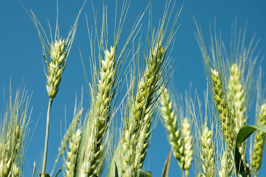 ladang gandum, gandum, tanaman, pertanian, sereal, biji-bijian, ladang, panen, menanam, pertumbuhan