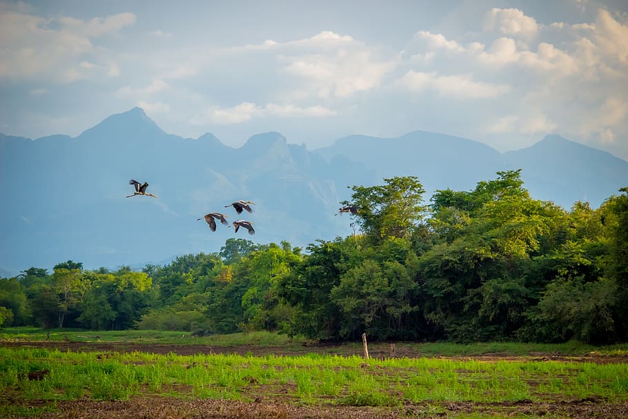 birds, paddy, sri lanka, natural, waterside, nature, landscape, wildlife, fields, travel