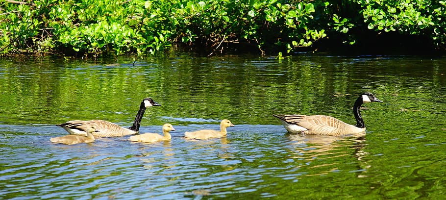 Canada Geese, geese, young animals, parents, lake, hamonisch, beautiful, mood, bird, nature