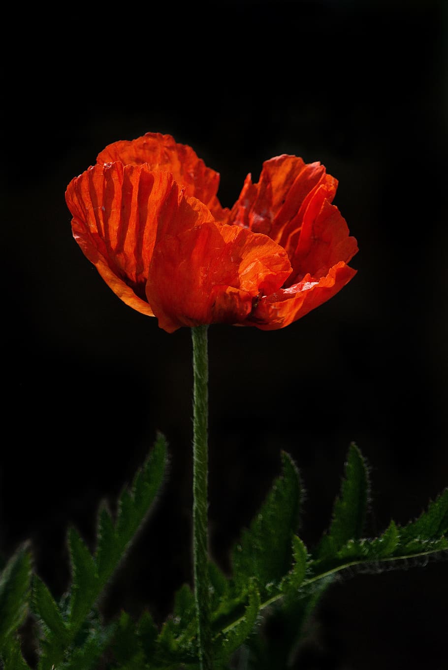 close-up photography, red, poppy flower, poppy, remembrance, day, flower, bloom, nature, war