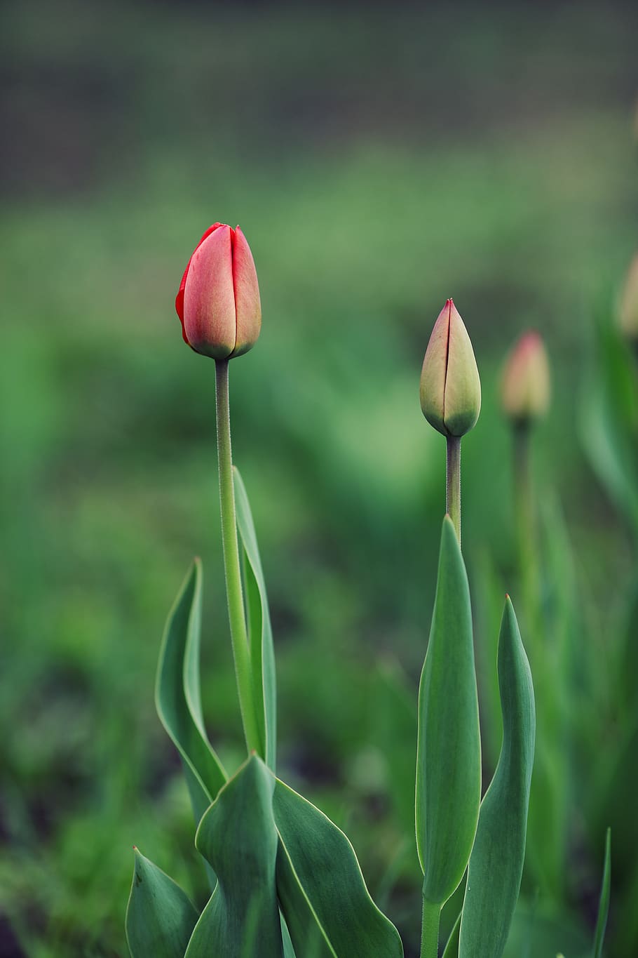 tulips, flower, spring, plant, blossom, tulip, flora, red, green, leaf