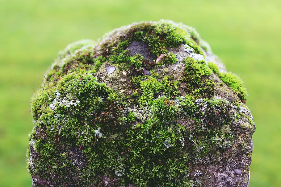 selective, focus photo, brown, stone, mast, moss, post, fence, green, garden