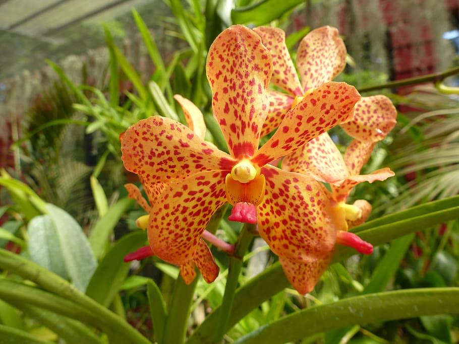 orchid, orange, orchid flower, orange orchid, yellow orchid, growth, plant, beauty in nature, flower, flowering plant