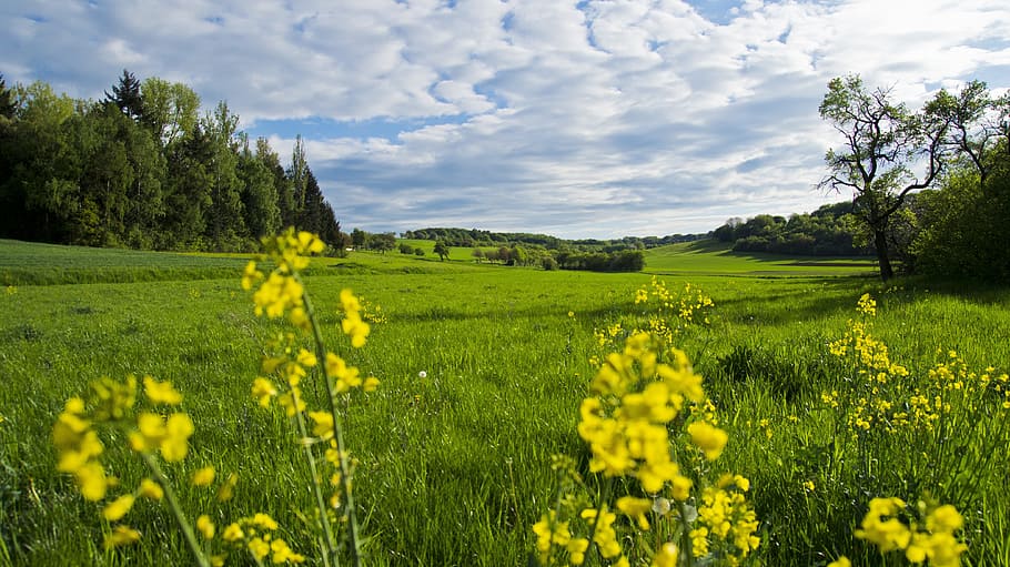 grassland, surrounded, trees, cloudy, day sky, Meadow, Flowers, Spring, spring meadow, landscape