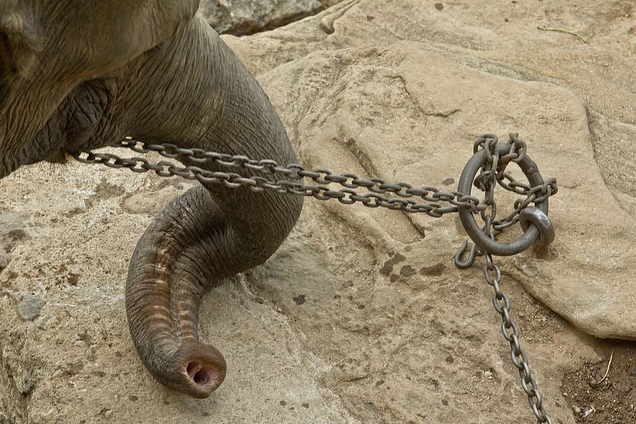 elephant chained, tied, sad, poor, elephant, africa, elephants, zoo, animal, african elephant