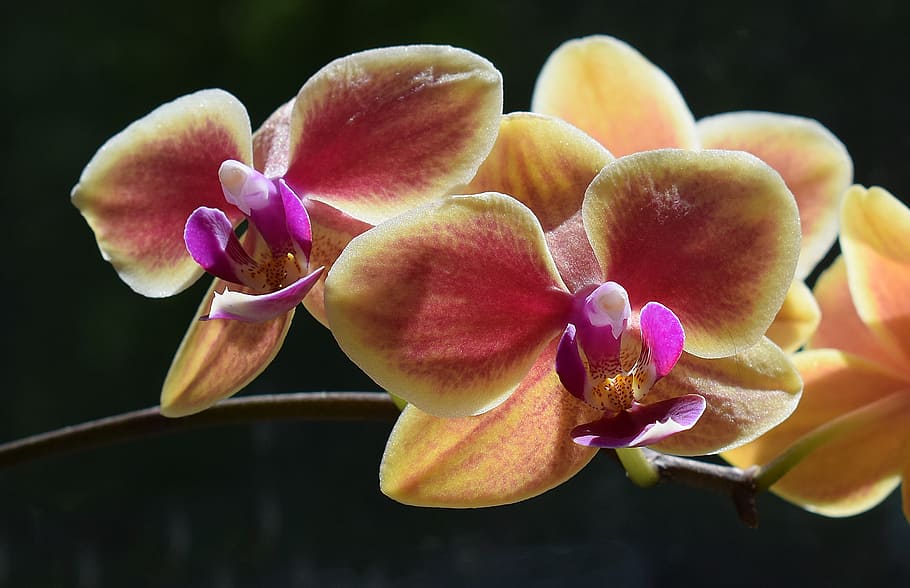 hybrid phalaenopsis, close-up, phalaenopsis, orchid, yellow, pink, fuchsia, pot plant, plant, tropical