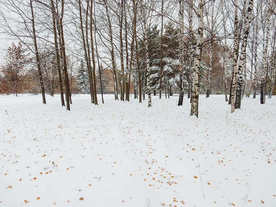 winter, nature, landscape, park, snow, trees, cold, tree, russia, birch