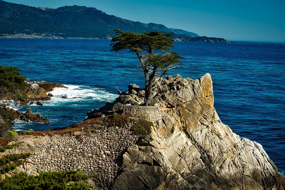 landscape photo, green, leaf tree, cliff, lone, isolated, cypress tree, sea, ocean, rock