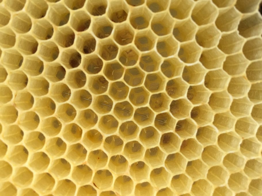 shallow, focus photo, bee hive, bees, eggs, honeycomb, honey, hexagon, backgrounds, bee
