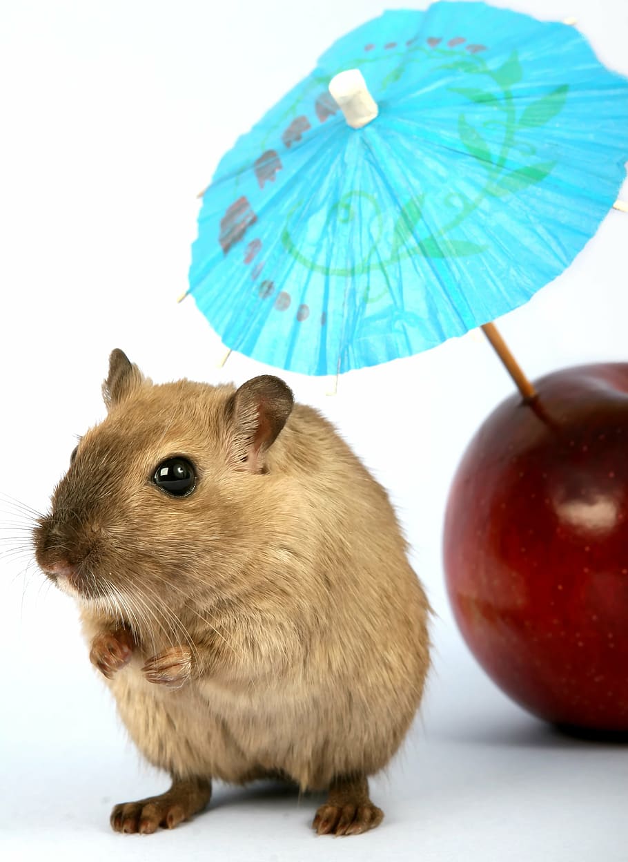 beige rat, animal, apple, attractive, beautiful, brown, close, creature, critter, cuddly