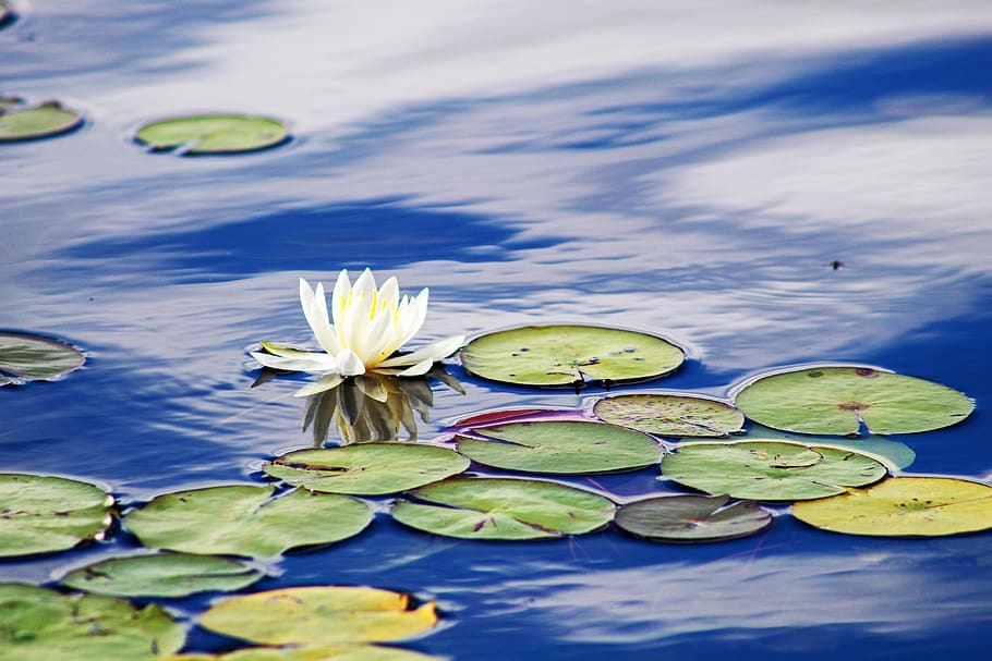 lilies, water, flower, nature, bloom, pond, blossom, plant, green, water lily