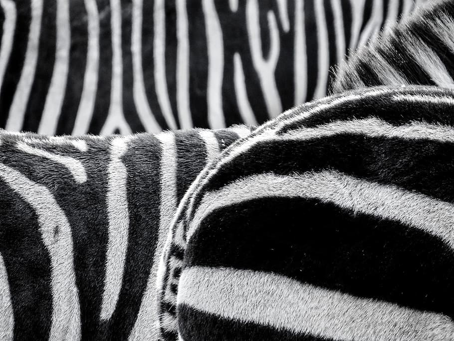 black, white, textile, zebra, zebra crossing, animals, black and white, striped, one animal, mammal