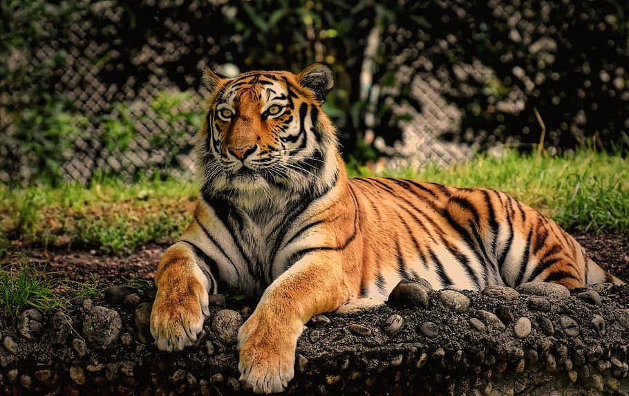 tiger, predator, fur, beautiful, dangerous, big cat, animal world, tierpark hellabrunn, feline, cat