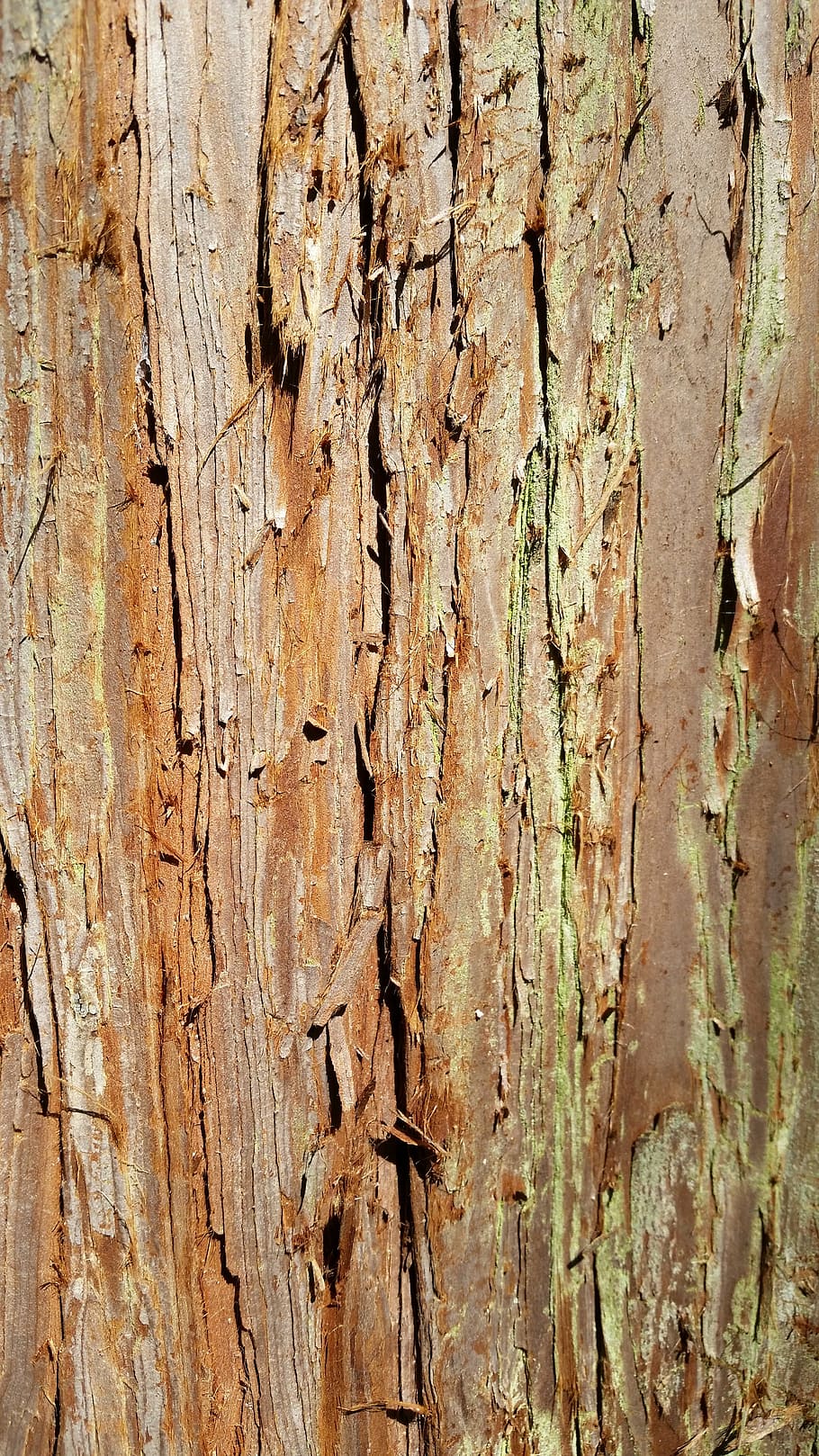 tree, the bark, texture, trunk, invoice, wood, backgrounds, full frame, textured, tree trunk
