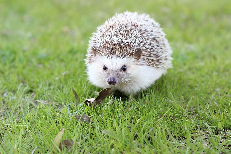 selective, focus photography, hedgehog, grass field, cute, animal, wildlife, adorable, prickly, spiky
