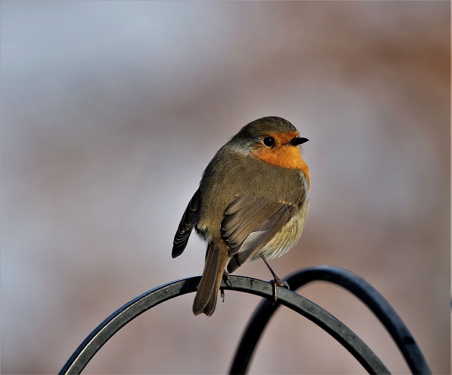 robin redbreast, close up, bird, songbird, animal, small, summer, winter, foraging, garden