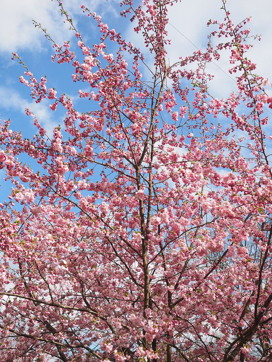 flores, rosa, árbol, árbol de flores, cerezos japoneses, primavera 