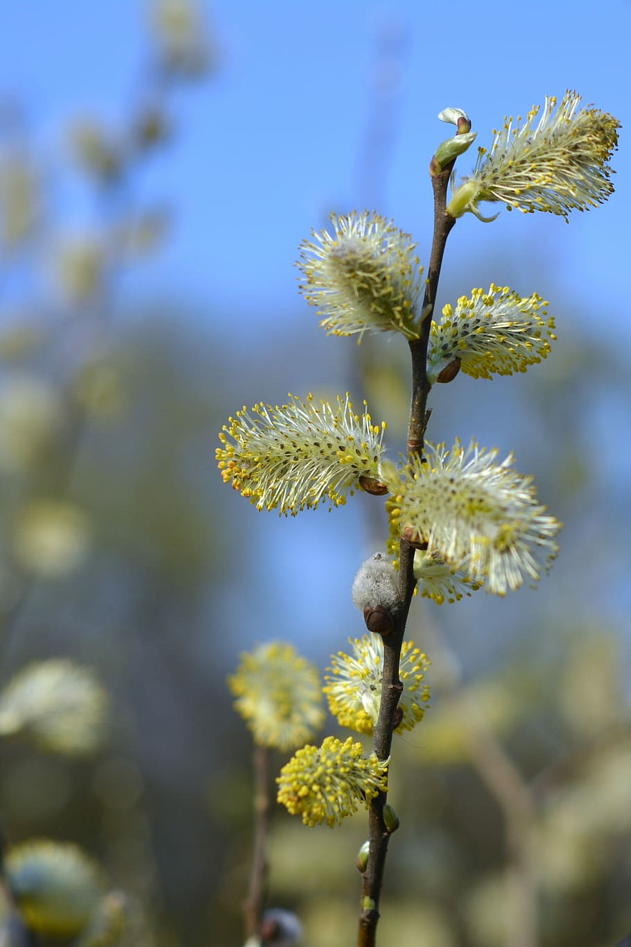 Basis, Willow, Catkins, the basis of, catkins willow, willow cats, spring, plant, growth, nature
