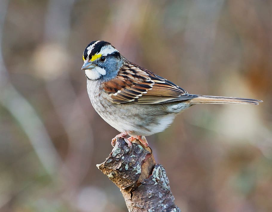 photography, white, blue, brown, parakeet, white throated sparrow, perched, wildlife, nature, portrait