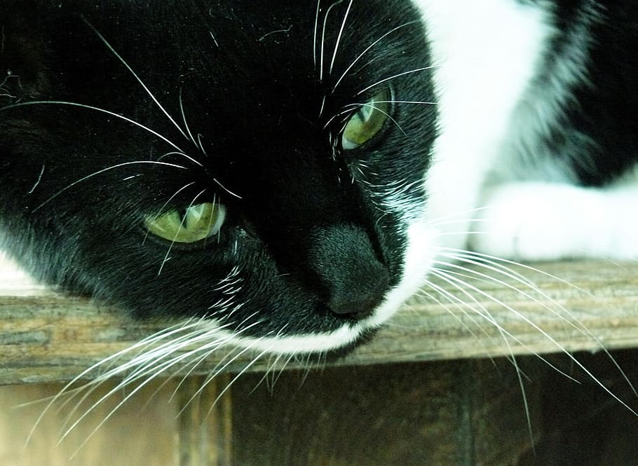 black, white, tuxedo cat, lying, grey, wooden, board, cat, animal, pet