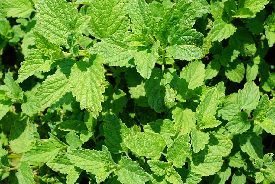 Peppermint, Plant, Tee, Drink, Summer, garden, kitchen, cosmetics, active substance, delicious