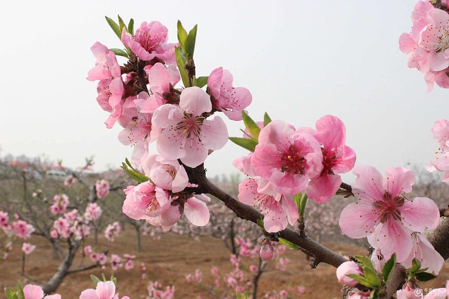 cereja, flor, real, flor de cerejeira, a verdadeira sakura, avenida da flor de cerejeira, rosa Cor, natureza, primavera, árvore