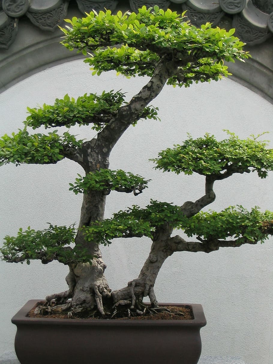 green bonsai plant, bonsai, bonsai tree, small, tree, plant, green, leaves, potted plant, garden