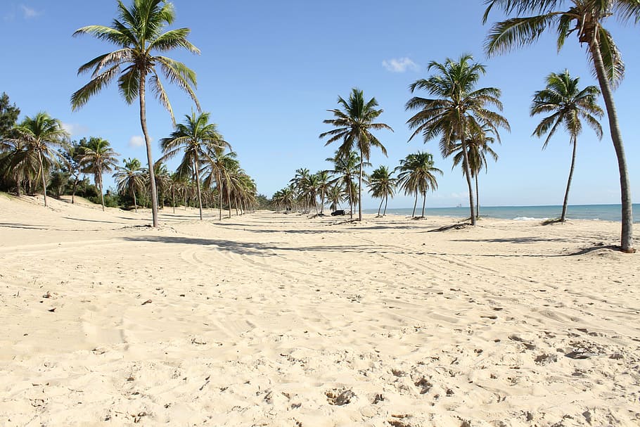 green, coconut palm trees, beach, fortress, coconut trees, holidays, eventide, sol, beira mar, ceará