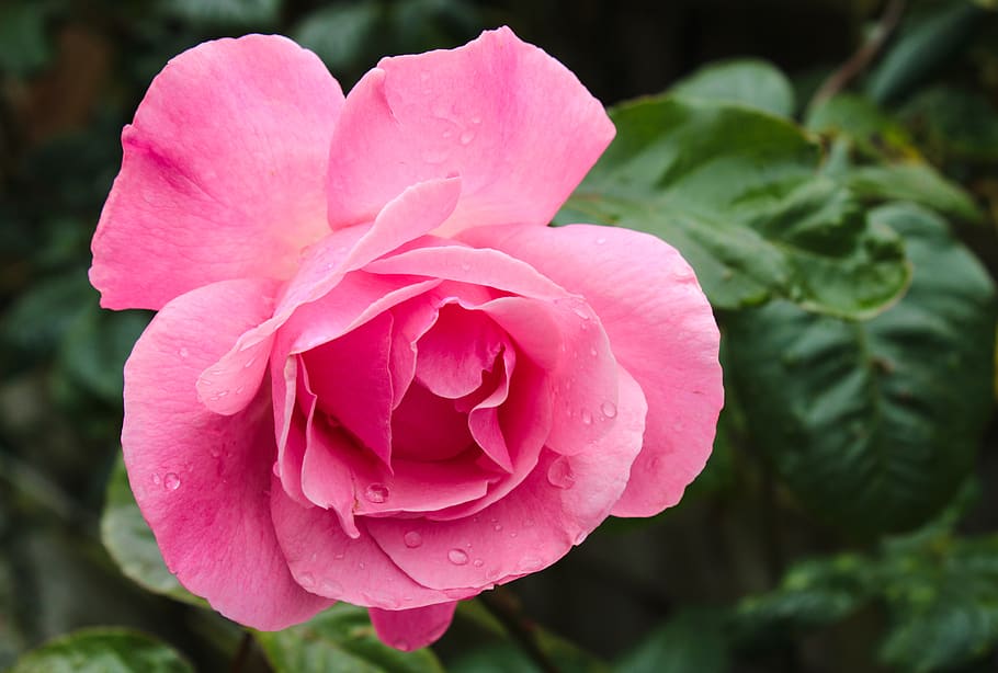 pink rose, bicolor rose, drop of water, rose, feeling, passion, background, macro, flower, pink