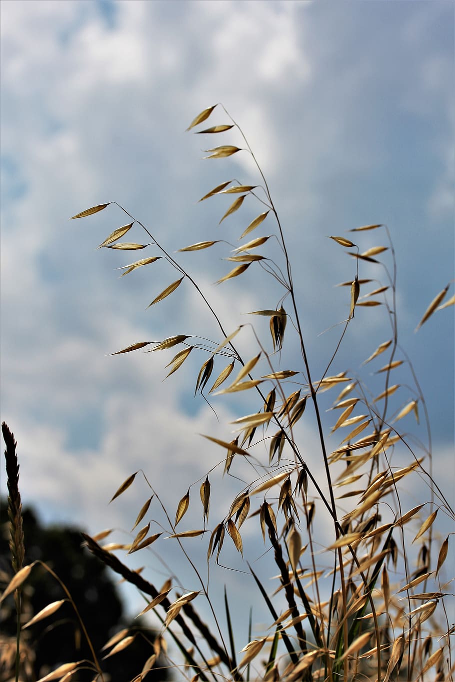 gandum, pertanian, sereal, makanan Hewan, garapan, ladang jagung, panen, bidang, flag oat, bidang gandum