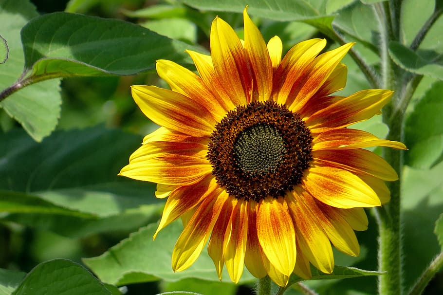 close-up photo, sunflower, bloom, sun flower, beauty, nature, flower, summer, garden, bright