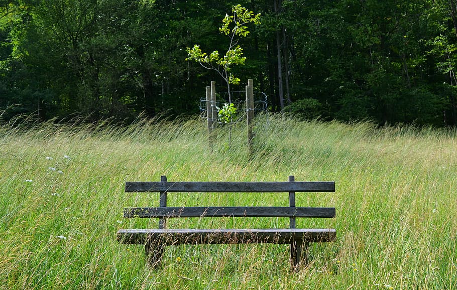 Césped, sentarse, viento, banco del parque, banco, banco de madera, pausa de descanso, parque, madera, prado