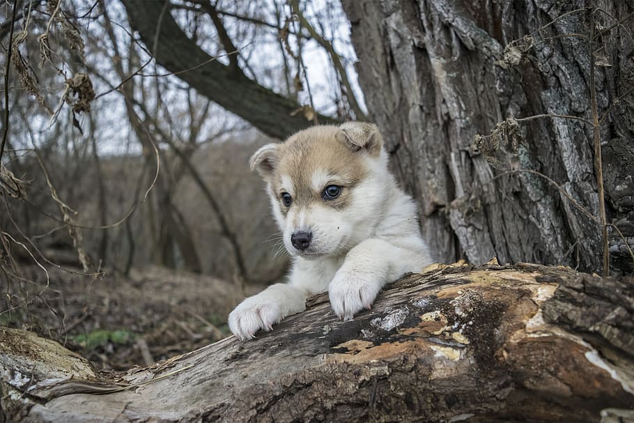 dog, puppy, portrait, husky, tree, one animal, animal themes, animal, mammal, tree trunk