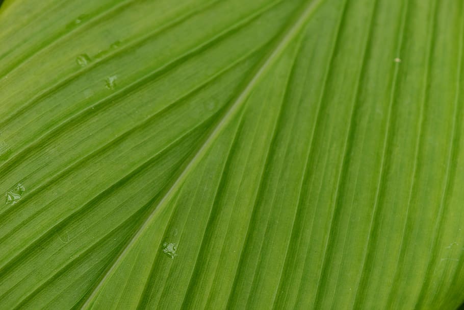 leaf, zoom, leaf veins, plants, green color, palm leaf, plant part, backgrounds, palm tree, close-up