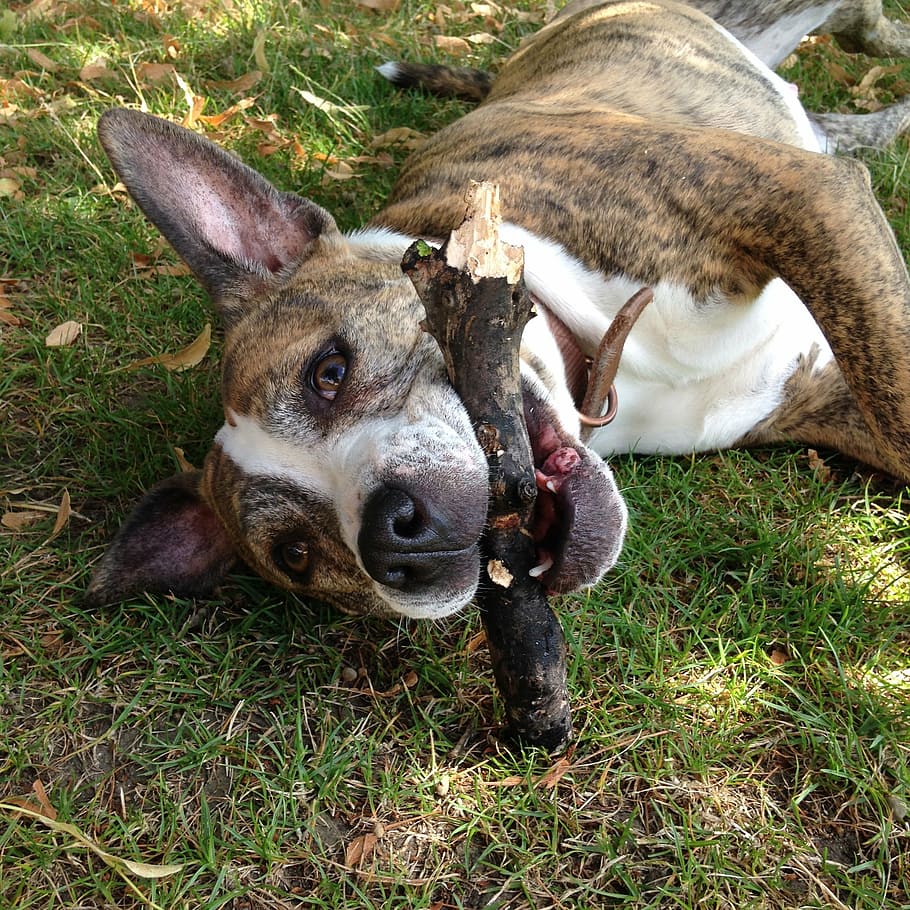 adult, brindle, american, staffordshire, terrier, lying, grass, biting, branch, happy dog