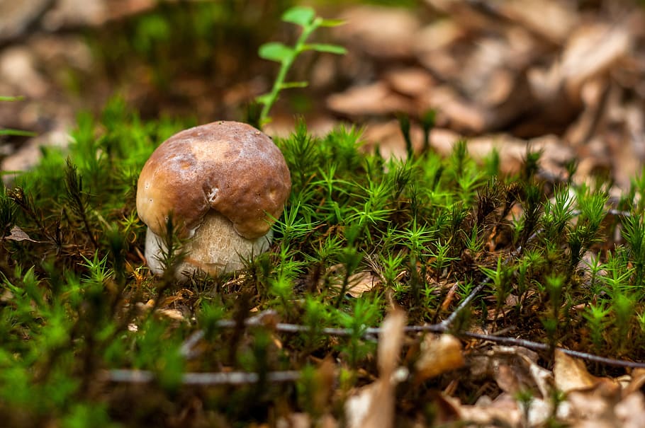 mushroom, boletus, autumn, boletus edulis, edible, healthy, the collection of, forest, wild mushrooms, tasty