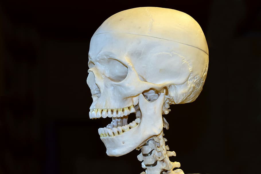 スケルトンフィギュア, 死, 頭蓋骨, スケルトン, 骨, ホラー, 解剖学, 人間の解剖学, 頭, 頭蓋骨とクロスボーン