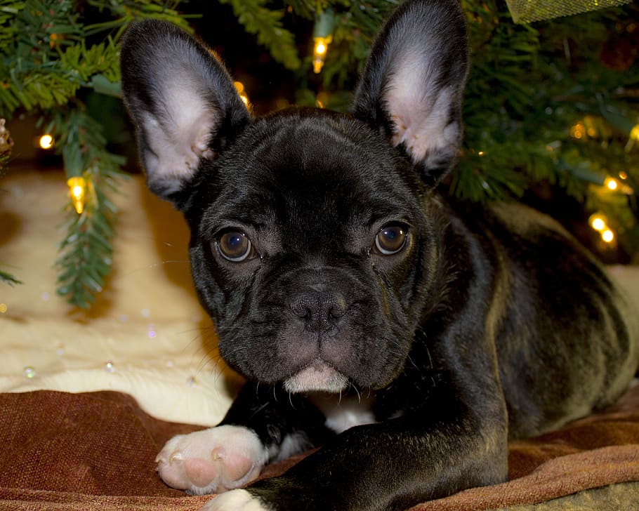 black, french, bulldog, puppy, laying, next, christmas tree, christmas, breed, doggy