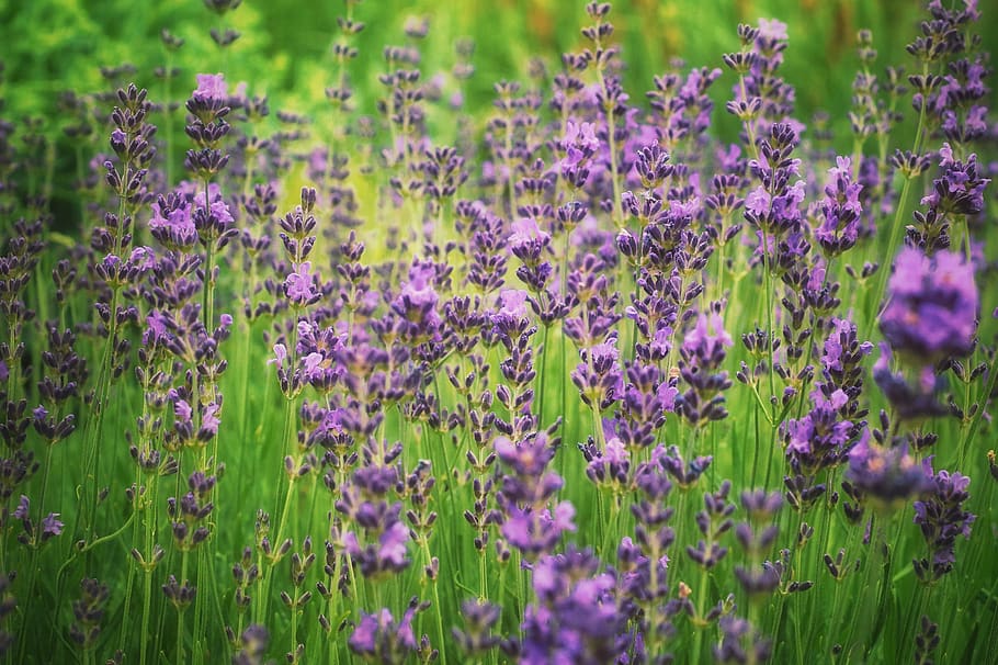 lavender, medicinal plants, fragrance, oil, health, bee-friendly, violet, color, nature, field