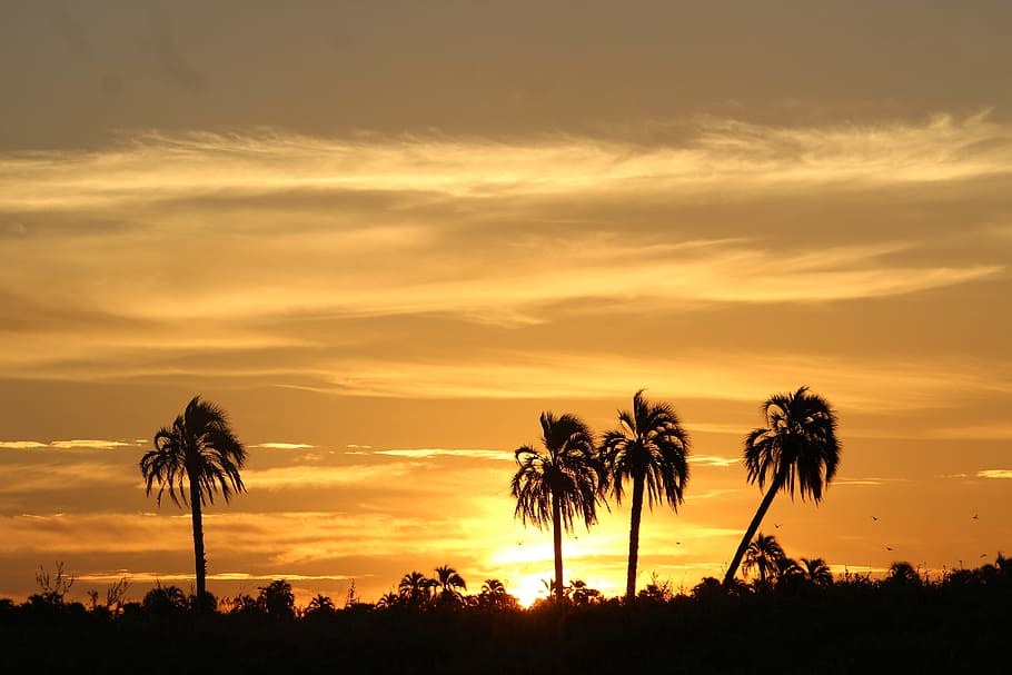 Sunset, Palmar, Rivers, Palms, between rivers, nature, sun, palm Tree, silhouette, sky