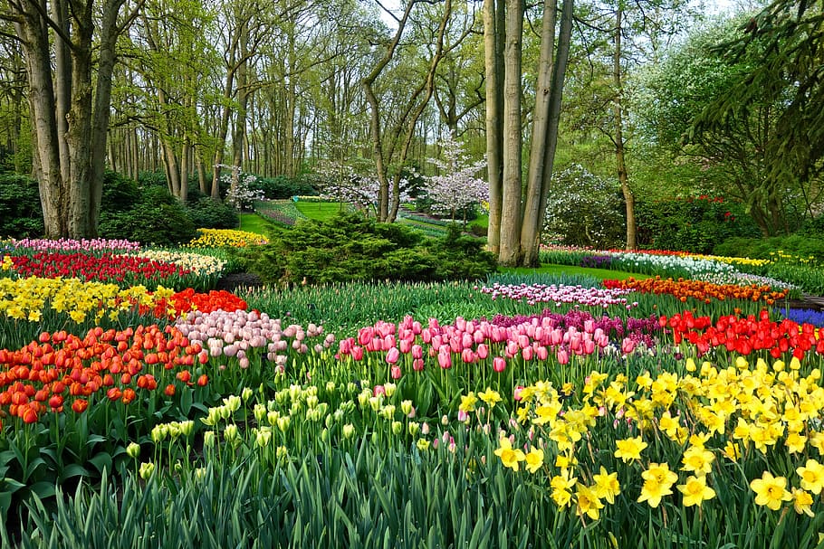 taman, lukisan hutan, taman bunga, tempat tidur bunga, tulip, bakung, desain, arsitektur taman, taman formal, de keukenhof