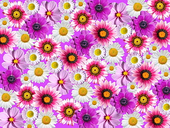 花びらの花のイラスト写真 Pxfuel