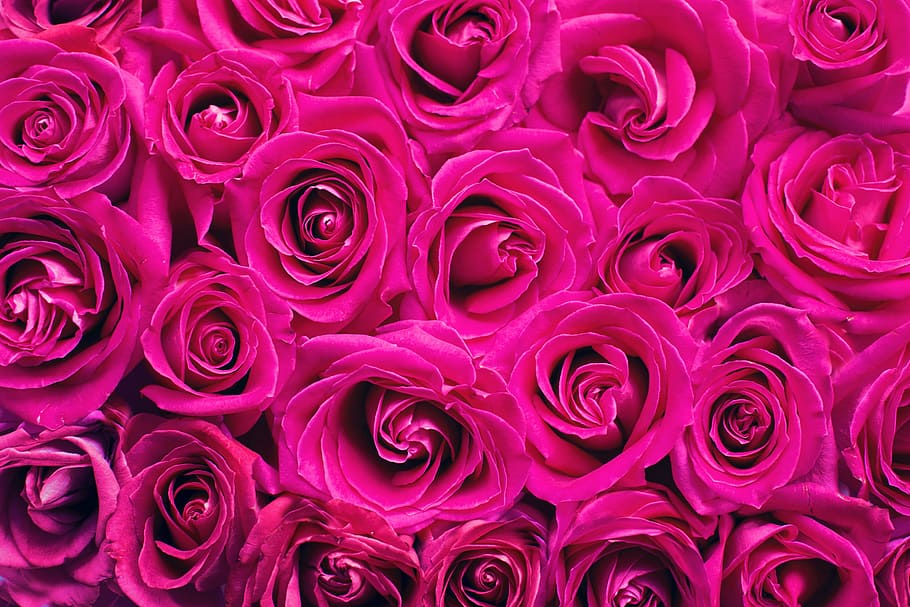 Foto de ilustración, rojo, rosas, rosas rosadas, fondo, telón de fondo, rosa, romance, romántico, San Valentín